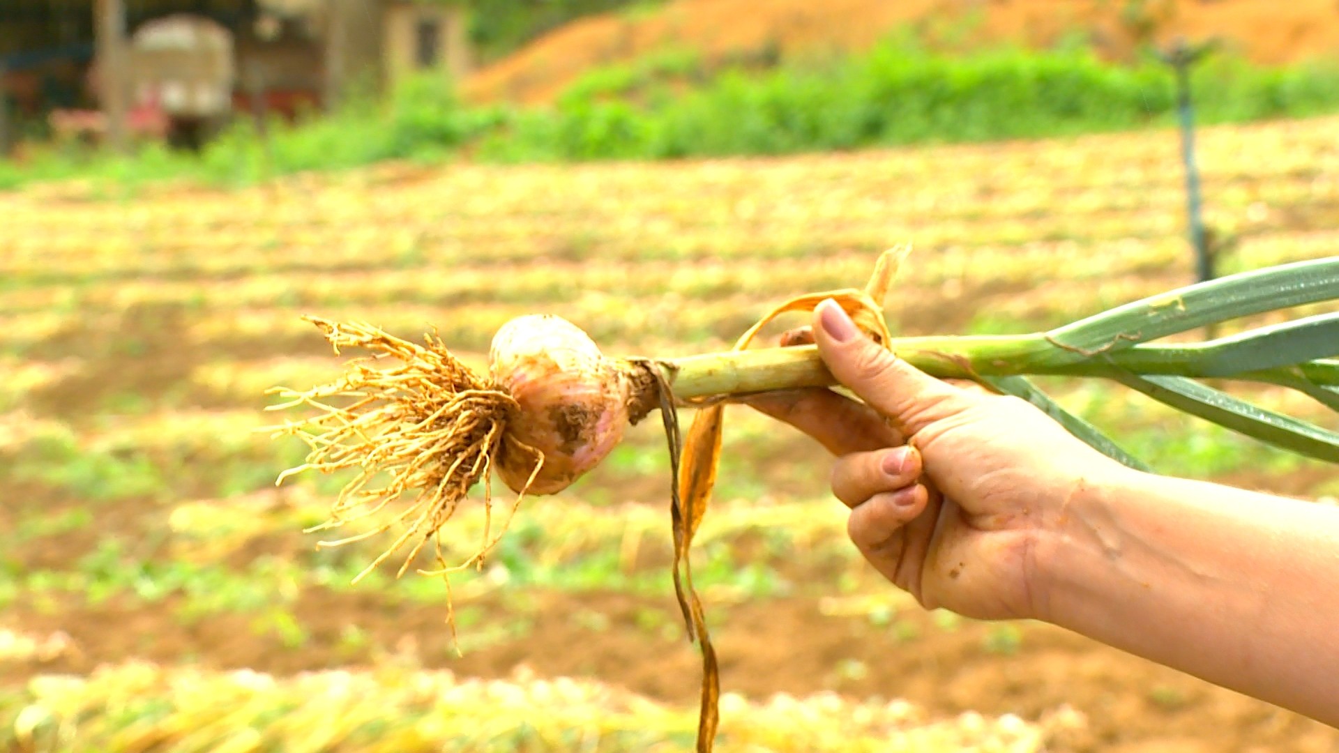 Crise do alho: preço baixo dos importados faz agricultores brasileiros jogarem produção no lixo