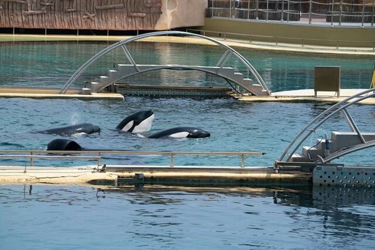 destino de últimas orcas em cativeiro ainda é incerto