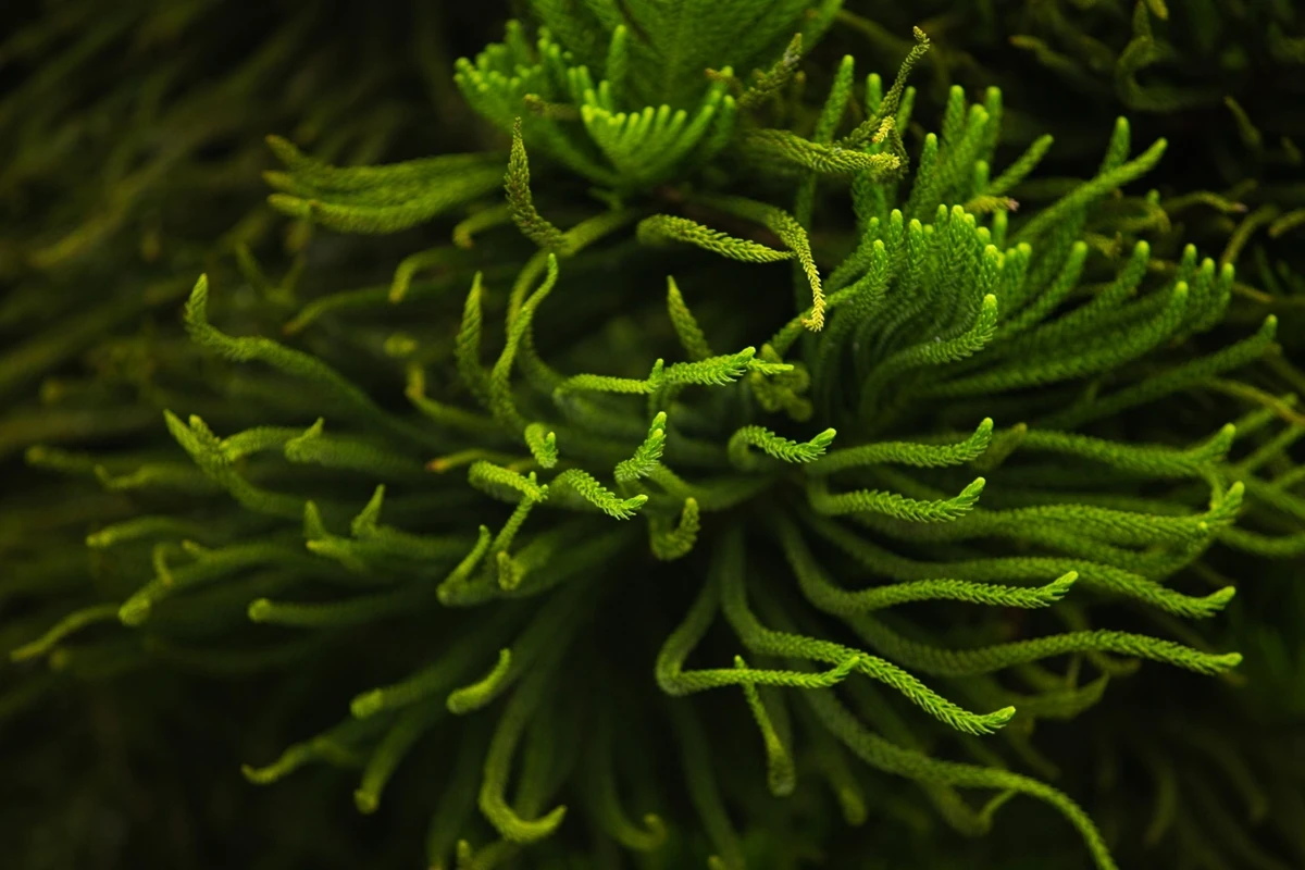 Reprodução de plantas pode ter acelerado evolução dos animais da Terra