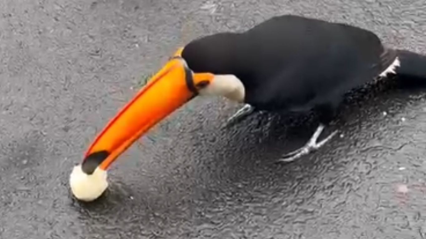 Tucano é filmado comendo pão e bolacha e veterinário alerta para riscos ao animal