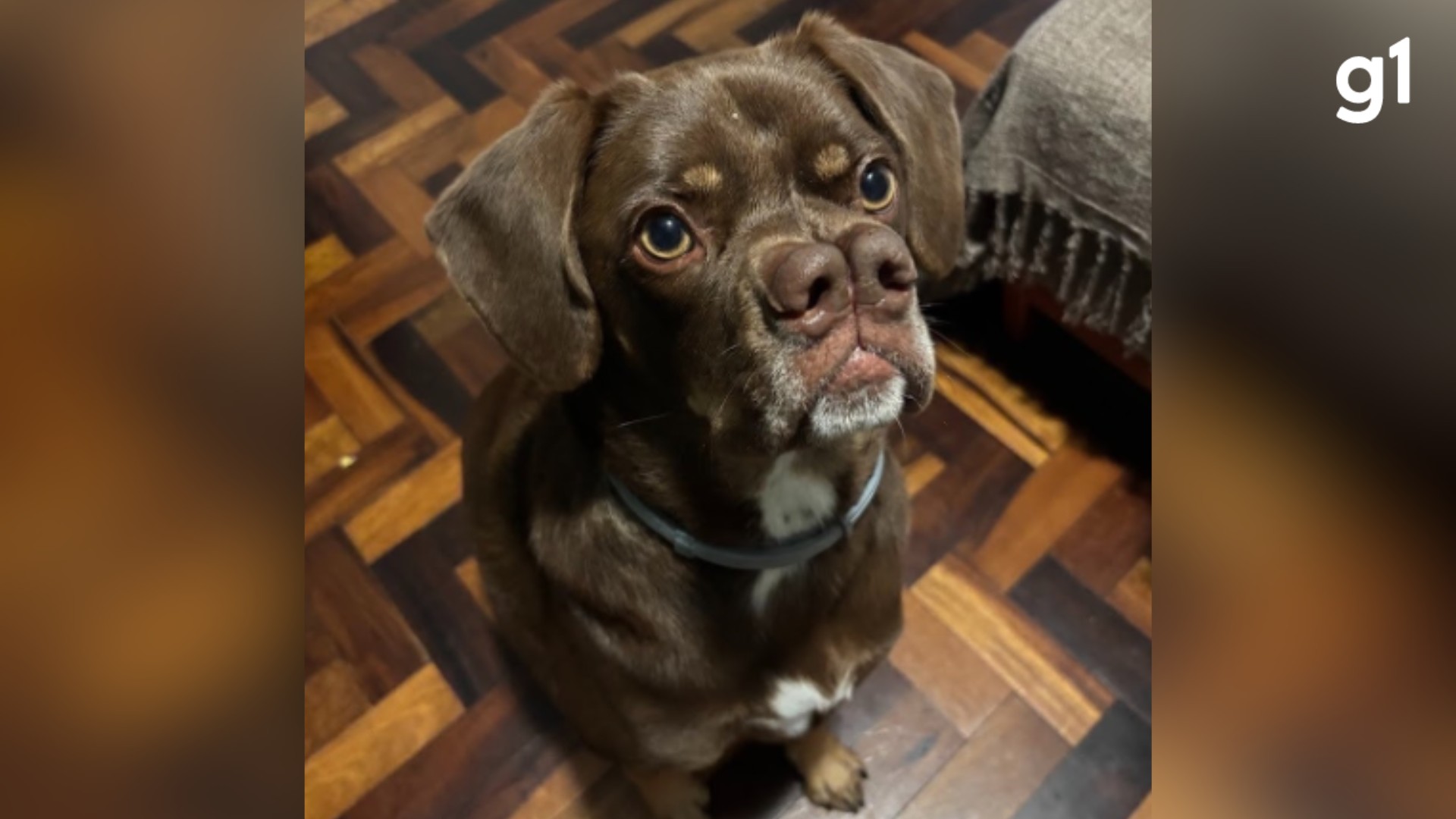Pug gigante ou labrador-caramelo? Cachorro com 'dois narizes' chama atenção e tutora faz 'tour' pelo pet para matar curiosidade de seguidores