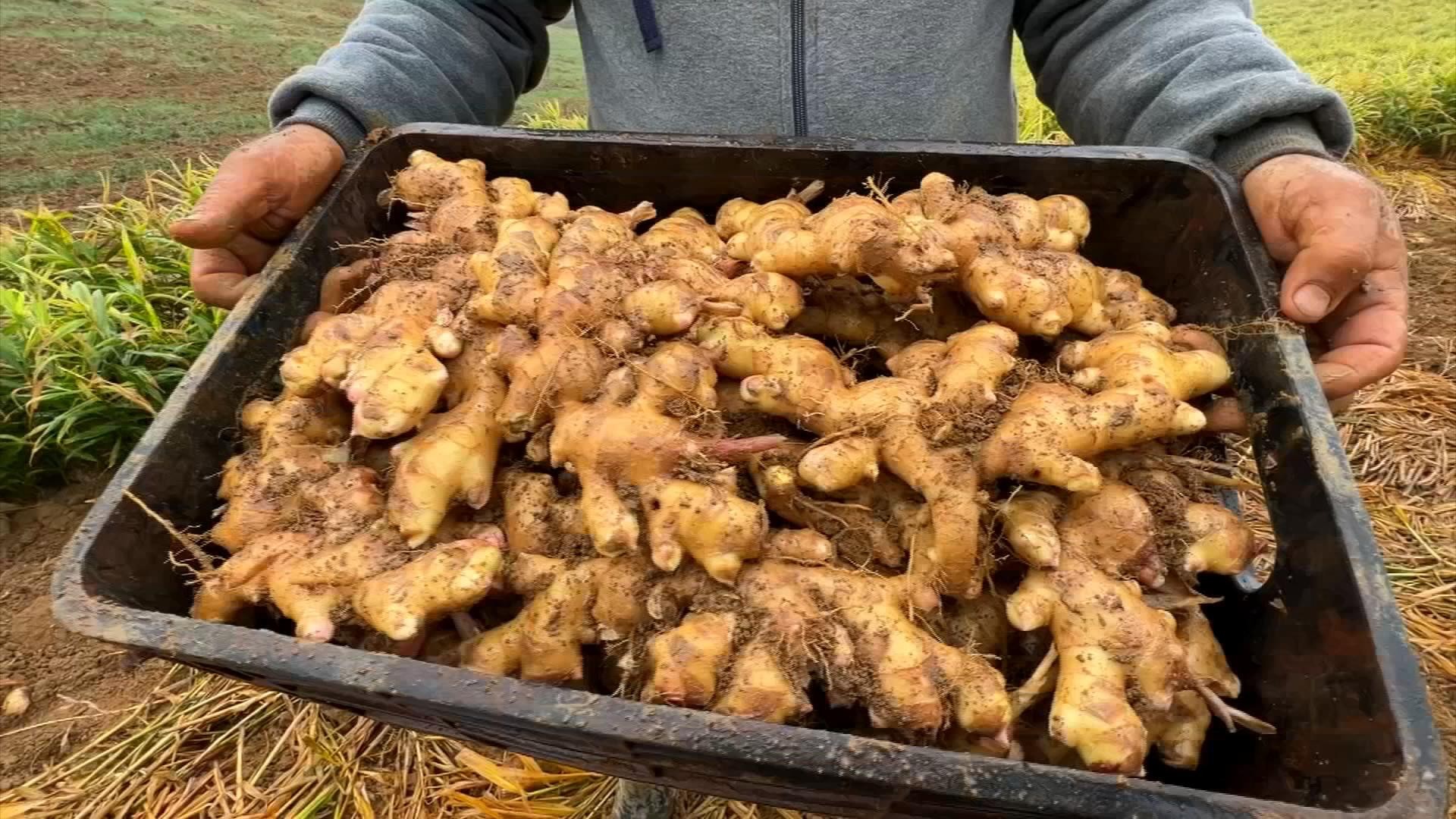 Como cultivar gengibre