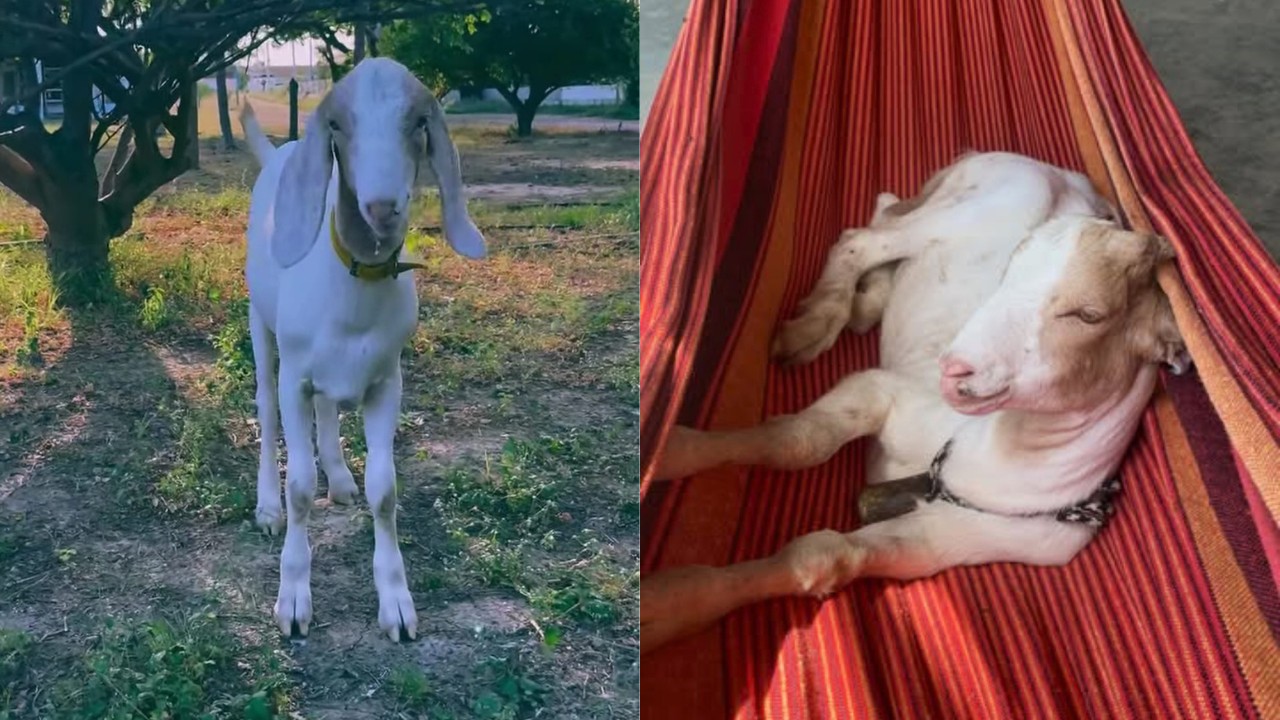 Bode Frederico: tutora oferece R$ 2 mil por animal desaparecido em PE