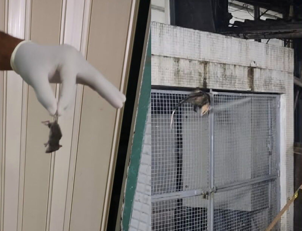 Infestação de ratos ‘invade’ Hospital Agamenon Magalhães, no Recife