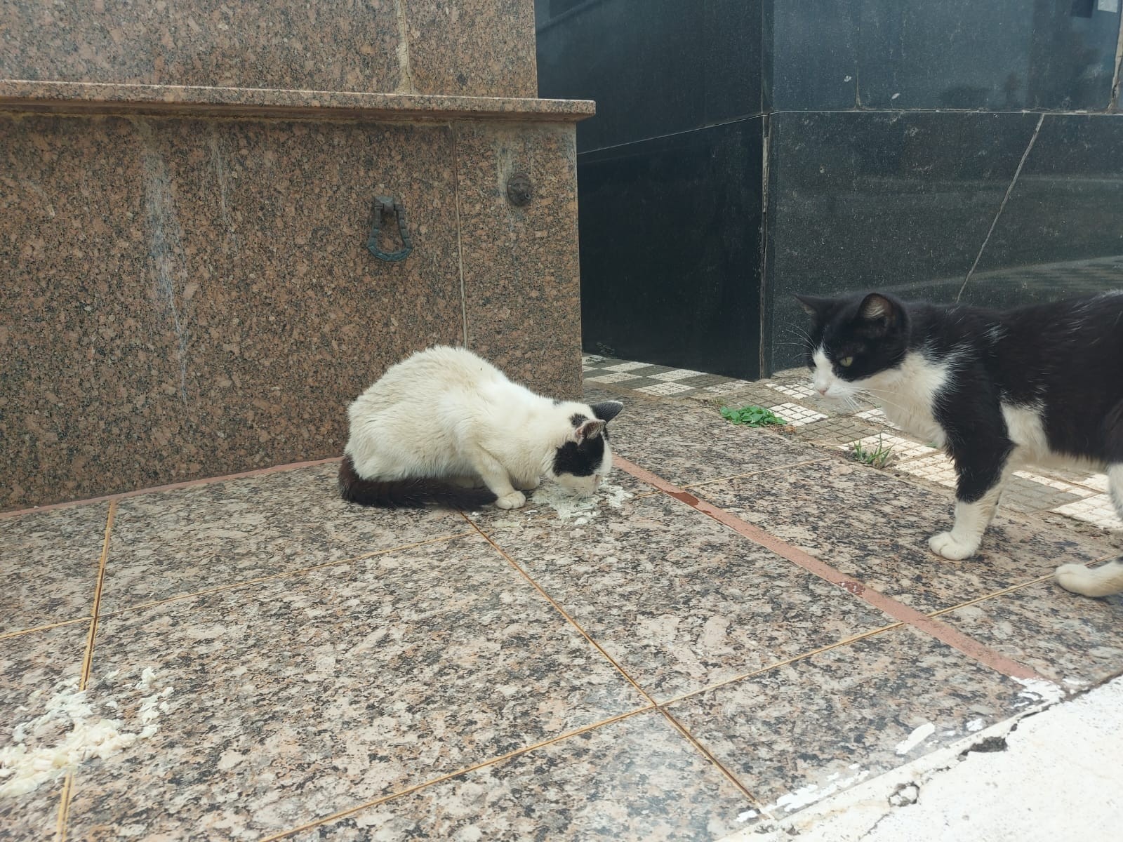 Prefeitura de Piracicaba recorre de liminar que determinou mais ração a gatos abandonados em cemitério
