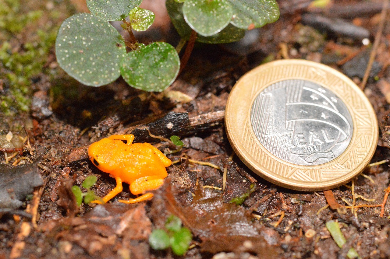 Ameaçado de extinção, surdo e desajustado: conheça sapinho-pingo-de-ouro que mede 1 cm encontrado no ES