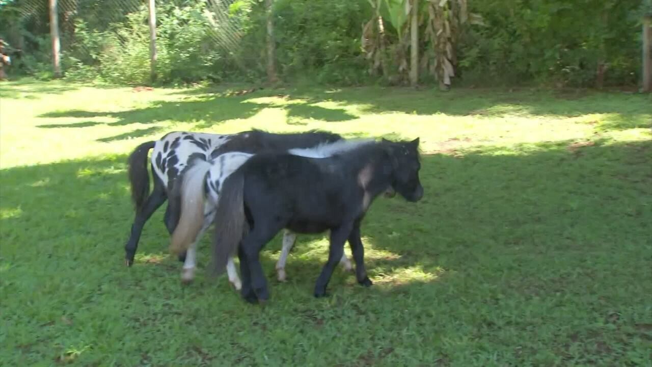 Menores que um pônei, mini-horses conquistam brasileiros e são criados como pets até em quintais de casa