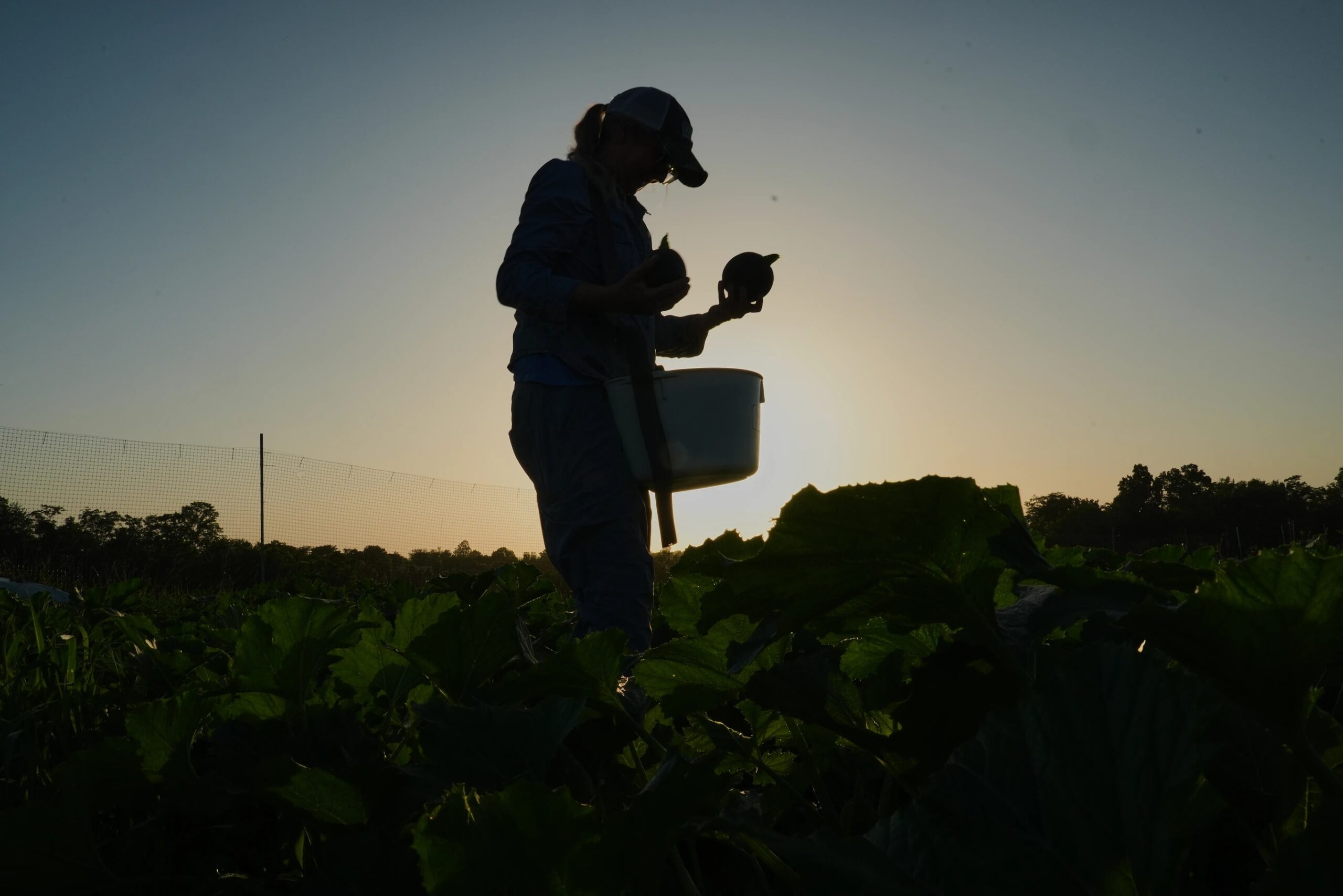 Agricultores dos EUA mudam rotina para enfrentar calor extremo