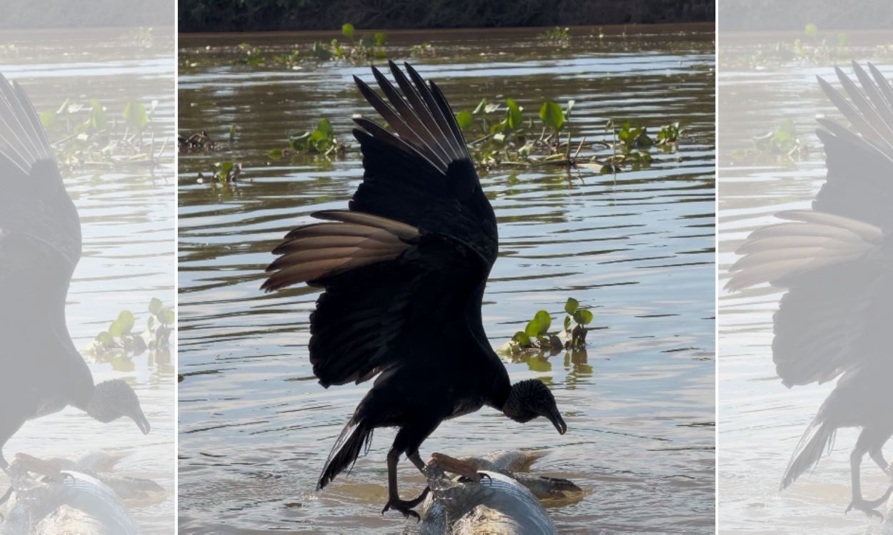 Urubu tenta comer carcaça, se desequilibra e é flagrado 'girando' jacaré na água