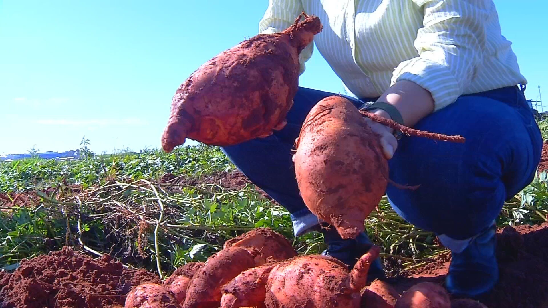 IAC desenvolve batata-doce que produz mais e tem mais nutrientes