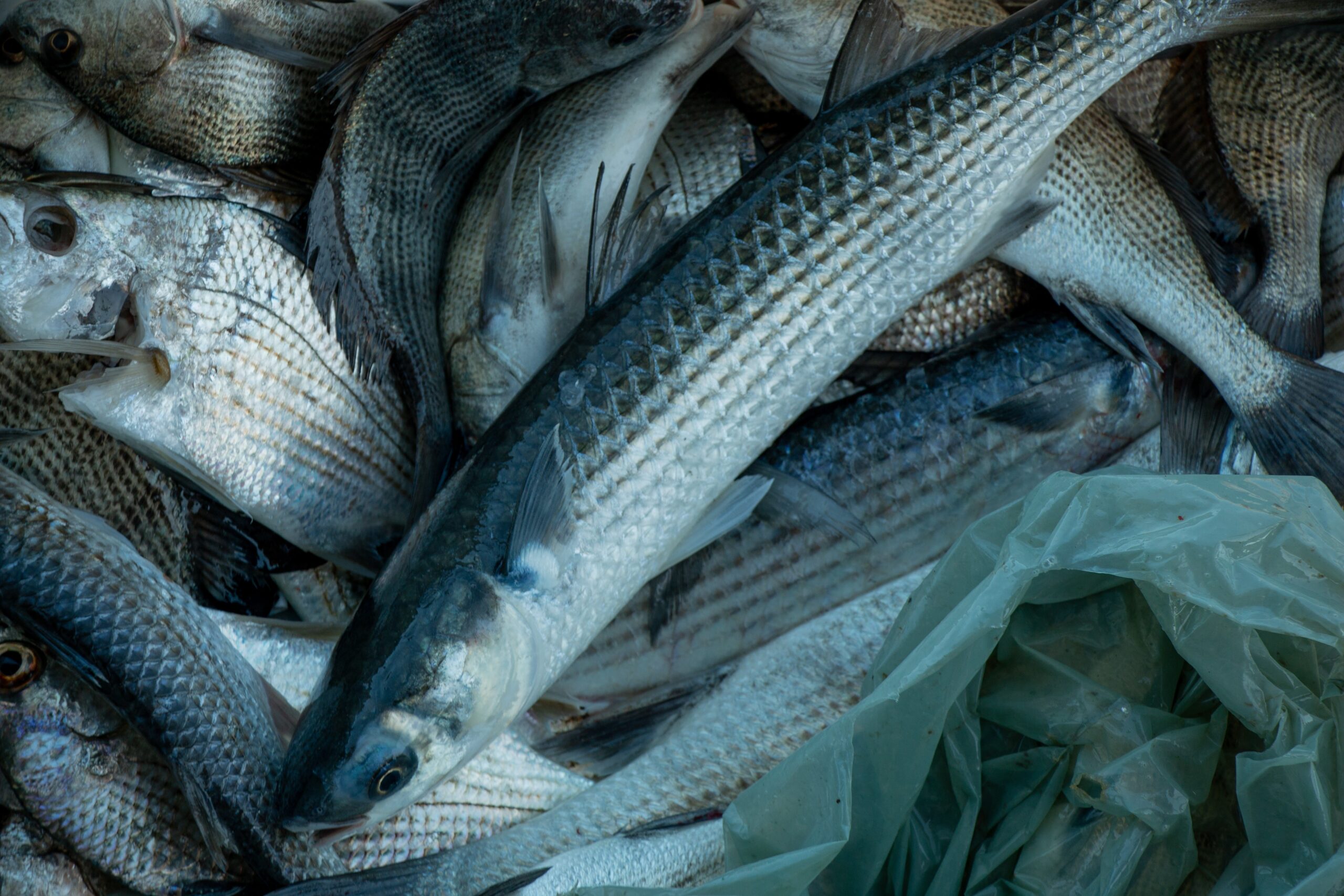 Peixes têm ‘impressão digital’ que revela de onde vieram, mostra estudo; entenda